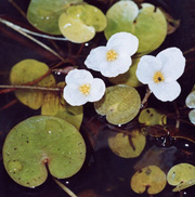 European Frogbit